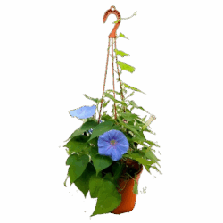 Morning Glory Plant